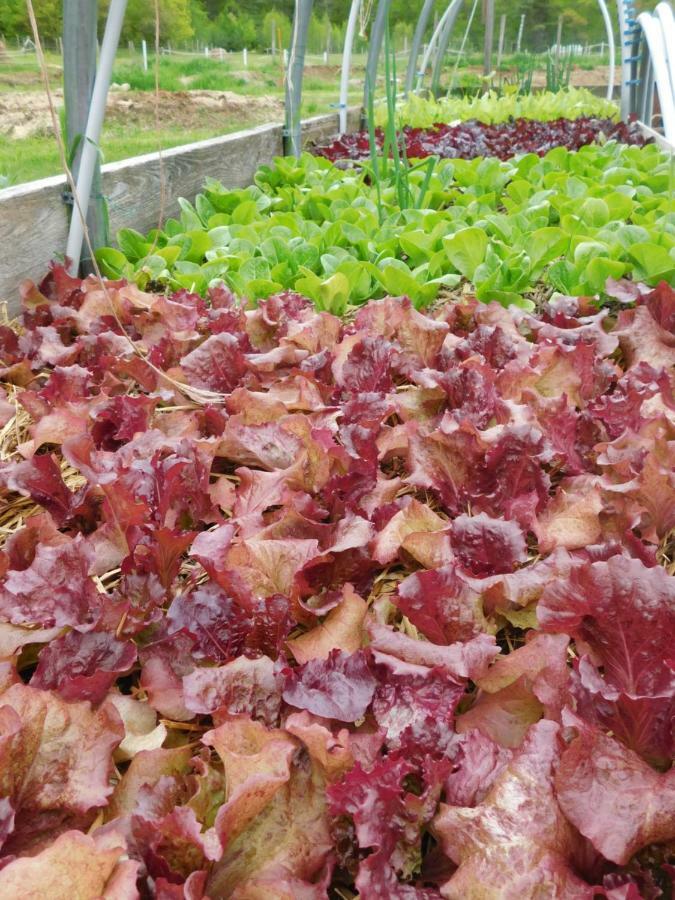 Rumford No View Farm B&B 외부 사진